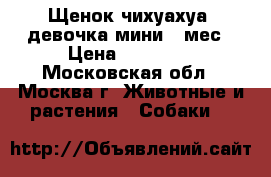 Щенок чихуахуа, девочка мини 2 мес › Цена ­ 20 000 - Московская обл., Москва г. Животные и растения » Собаки   